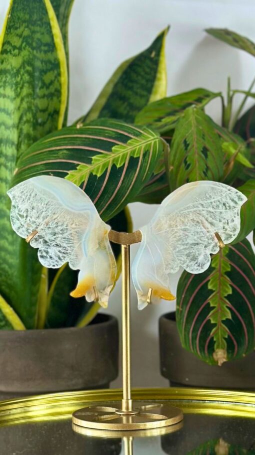 Mariposa Ágata de Encaje