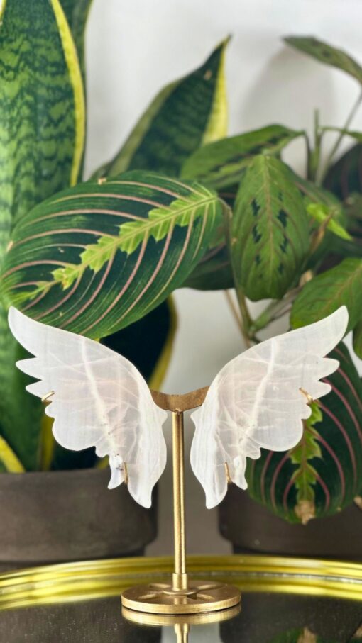 Mariposa Calcita Blanca